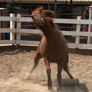 Meet your Posher, Bob